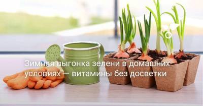 Зимняя выгонка зелени в домашних условиях — витамины без досветки - sadogorod.club