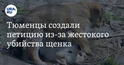 Тюменцы создали петицию из-за жестокого убийства щенка. Они обратились к Генпрокуратуре - mur.tv - Россия - Тюмень