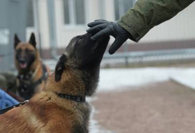 В Австрии собаку научили выявлять коронавирус у заразившихся людей - mur.tv - Австрия