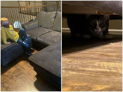 Семья купила диван, и обнаружила, что к нему прилагается кот - mur.tv - Сша