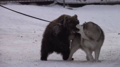 Маламут взял медвежонка под опеку в иркутском зоопарке. - mur.tv - Иркутск