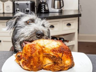 Встречаем Новый год: какие блюда подойдут вашей собаке - mur.tv