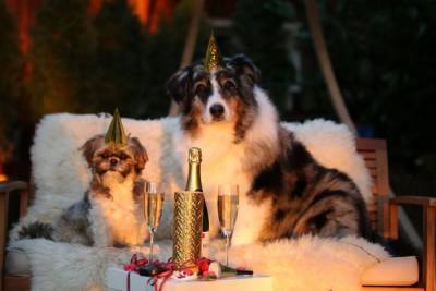 Новый год и ваша собака: 5 быстрых вопросов - mur.tv