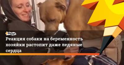 Реакция собаки на беременность хозяйки растопит даже ледяные сердца - mur.tv