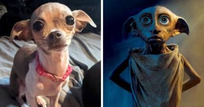 Пользователи сети решили показать, на кого похожи их собаки. В ход пошли мемы, кино и другие животные - mur.tv