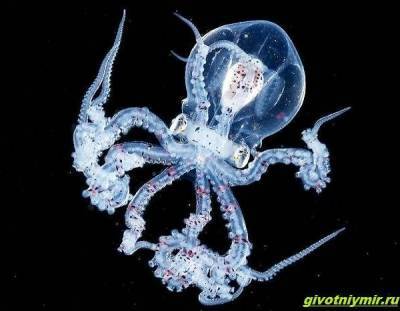 Прозрачные животные из глубины океана, которых случайно снял фотограф-дайвер - mur.tv