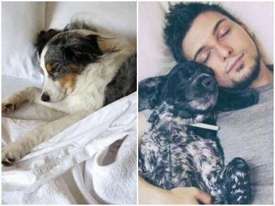 Сон с собакой в одной кровати – польза и вред - mur.tv