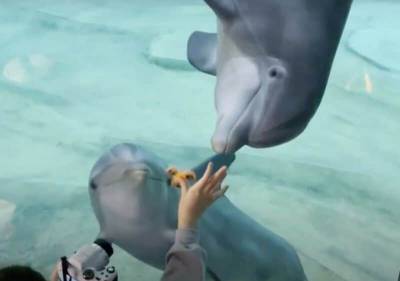 Девочка пришла в океанариум и привлекла внимание дельфинов - mur.tv