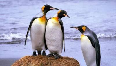 Королевские пингвины производят много веселящего газа ученые - mur.tv - Англия - Антарктида