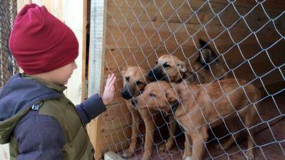 3 истории детей, которые помогают животным и спасают их - mur.tv - Нижегородская обл.