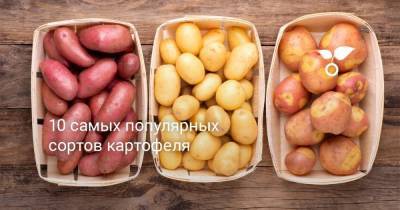 10 самых популярных сортов картофеля - sadogorod.club