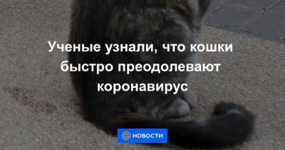 Ученые узнали, что кошки быстро преодолевают коронавирус - mur.tv - Латвия
