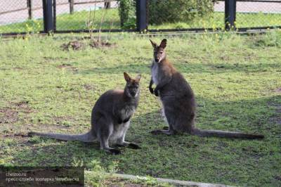 Ученые заявили, что кенгуру способны общаться с людьми - mur.tv - Лондон