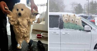 16 очаровательных фотографий собак, которые радуются снегу как никто другой - mur.tv