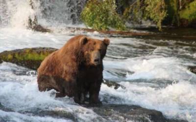 Как выглядит самый толстый медведь? (4 фото) - chert-poberi.ru - Россия - Usa - штат Аляска