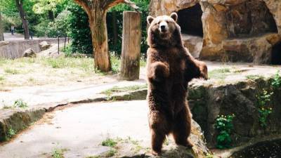 Танцующие медведи из адского зоопарка Пакистана отправились в Иорданию - mur.tv - Иордания - Пакистан - Камбоджа