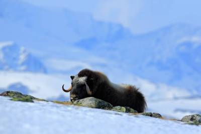 Как зимуют животные в экстремальных условиях? - lifehelper.one - Россия - Канада - Гренландия - штат Аляска