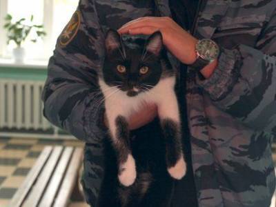 В Уфе спасатели за одну смену помогли собаке и двум котам - mur.tv - Уфа