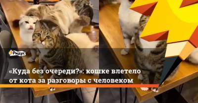 Куда без очереди?: кошке влетело от кота за разговоры с человеком - mur.tv
