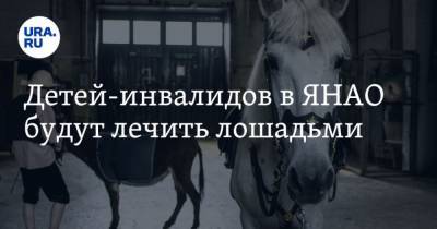Детей-инвалидов в ЯНАО будут лечить лошадьми - mur.tv - Ноябрьск - округ Янао