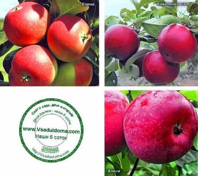 Белорусские сорта яблок – фото, описание и название - sadogorod.club
