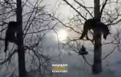 Кузбассовец обнаружил убитых собак на деревьях: полиция начала проверку - mur.tv - Россия - Кемеровская обл. - Кемерово