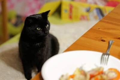 Почему кошки не любят запах цитрусовых? - mur.tv