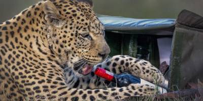 Леопард украл бутылку вина и бокал у пары, которая приехала на романтический пикник фото - mur.tv