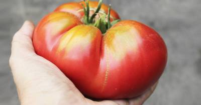 Можно ли есть безвкусные помидоры из супермаркета или лучше всё-таки выбросить - lifehelper.one - Китай