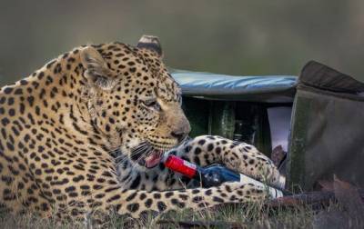 Леопард украл у отдыхающей пары бутылку вина и бокал - mur.tv - Юар