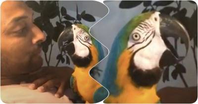 Хозяин и попугай пытаются перекричать друг друга - mur.tv - Лондон
