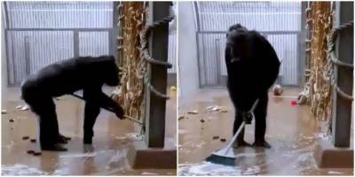 Шимпанзе нашёл щётку и решил убраться в вольере - mur.tv