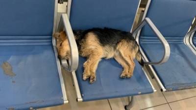 В новосибирском аэропорту хозяева бросили собаку из-за проблем с перелетом - mur.tv - Россия - Новосибирск