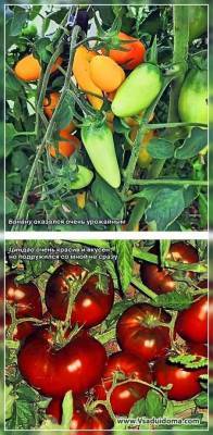 Выращивание томатов: сорта и пересортица, вершинная гниль, вкус и почему трескаются - sadogorod.club