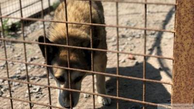 Живодеры убили собак и развесили их на деревьях в Кемеровской области - mur.tv - Кемеровская обл.