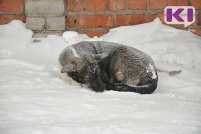 В Коми предлагают чипировать всех собак - mur.tv - республика Коми