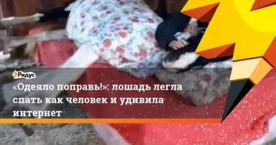 Одеяло поправь!: лошадь легла спать как человек иудивила интернет - mur.tv