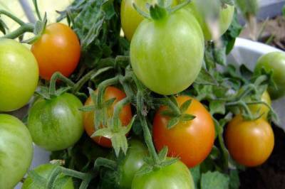 Полезные советы при выращивании томатов, которые игнорируют дачники - sadogorod.club