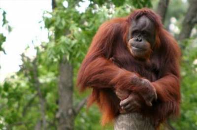 Как общаются самые умные обезьяны в мире? - chert-poberi.ru - Малайзия