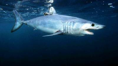 Акула украла у американских рыбаков тунца на 180 тысяч рублей - mur.tv - Сша - Бостон