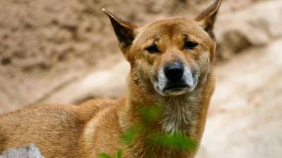 Следователи возбудили дело из-за массового нападения собак на саратовцев - mur.tv