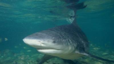 Американские рыбаки потеряли 180 тысяч рублей в схватке с акулой - mur.tv - Бостон