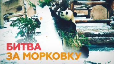 Панда против снеговика: кунг-фу в Московском зоопарке - mur.tv - Китай - Россия