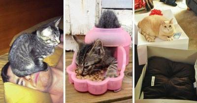 21 доказательство того, что логика кошек за пределами нашего понимания - lifehelper.one