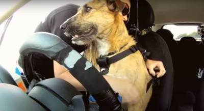 “Мопсоподобная” собака случайно столкнула фургон в канаву, полиция отпустил преступника - mur.tv - Канада - Оттава