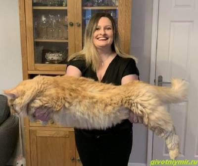 История о двух котах, размер которых удивляет. Люди не верят, что они такие огромные! - mur.tv