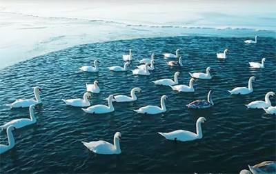 Фото дня: белые лебеди прилетели зимовать на побережье Каспийского моря (ФОТО) - mur.tv - Казахстан - Актау