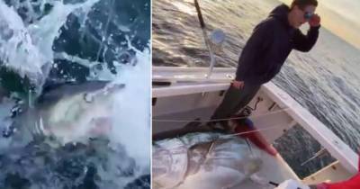 Дерзкая акула “ограбила” невезучих рыбаков - mur.tv - Бостон