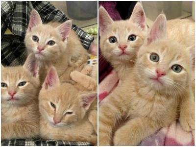 Четыре брата-котенка смотрели на прохожих умоляющими глазами - mur.tv