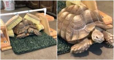 Сотрудники зооцентра придумали чесалку для черепахи - mur.tv - штат Орегон